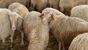 Leitrim Cathaoirleach said that sheep dip needs to be disposed of correctly