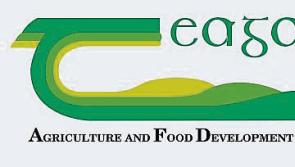 Teagasc launches annual forestry photo competition with new Junior Category