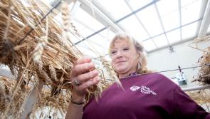 IN PICTURES: Irish Heritage Trust volunteers brings new life into old worlds at Strokestown Park
