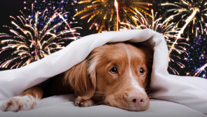 ISPCA urges pet owners to keep their pets indoors in the run-up to Halloween