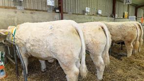 Department calf options need much more discussion