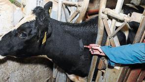 Farmer frustration growing with Department failures on TB – IFA