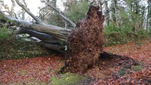 Storm Elin brings down huge tree at Tawley, Co Leitrim