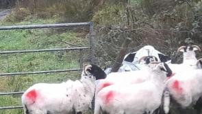Farmer asks for public's help after 19 sheep stolen from land near Dromahair