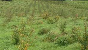 Forestry Licensing Plan 2024 published