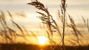 Met Éireann data reveals 2023 as the warmest year on record for Ireland’s