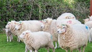 Upcoming Teagasc National Sheep Conferences