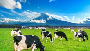 IFA rejected Bord Bia clause on buying from QA