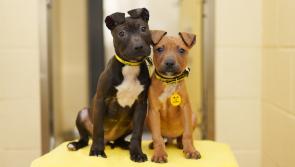 Dogs Trust Ireland Receives 412 Surrender Requests Since Christmas Day
