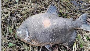 South American fish related to piranha found in Garadice Lake