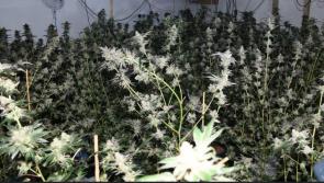 Cannabis worth €631,500 seized in Donegal Town growhouse