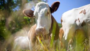 Still no funding for dairy calf to beef programme – IFA