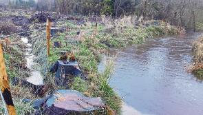 Forestry owner to pay €10,000 for polluting Glenfarne river 