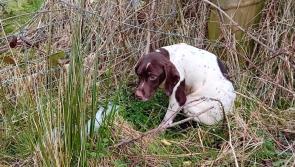 Five puppies dumped ‘one-by-one’ in Longford area