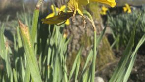 Easter hare trail at the Organic Centre