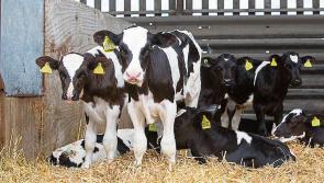 Opening of new €25 million scheme to support the dairy beef sector