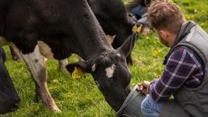 IFA milk price analysis shows large processors not delivering