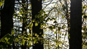 Funding scheme needed to fell dead ash trees in Leitrim
