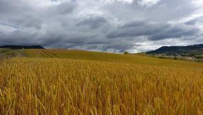 Lenders must step up with immediate help for farmers