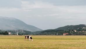 Extension of feed concentrate deadline