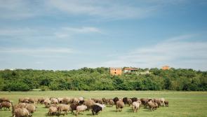Opening of new €8/ewe scheme important for sheep farmers