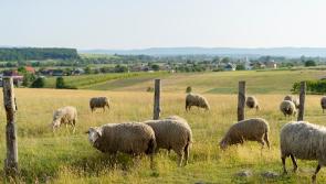 Urgent intervention needed to address escalating number of dog attacks on livestock