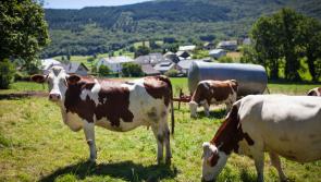Irish grass-based farming system is unique in the EU and must be defended