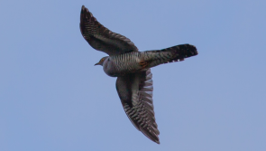 Irish cuckoo lands home in Ireland after 9000km round trip to Africa