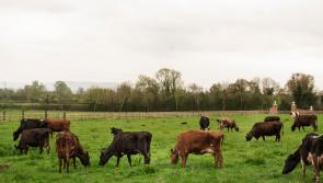Minister urges renewed caution on BVD ahead of the 2024 breeding season
