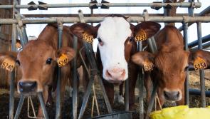 Unfair targeting of Irish livestock hauliers abroad