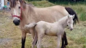 'Who would be so cruel' - Theft of newborn foal in Leitrim enrages animal lovers