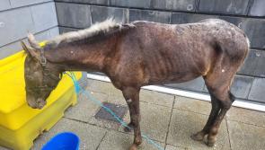 'We were alarmed' - Owner uses poor pony to travel 'long journey' to Garda station