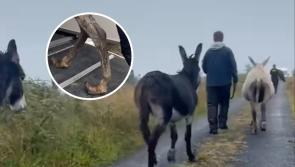 Leitrim Animal Welfare clinic rescues three abandoned donkeys