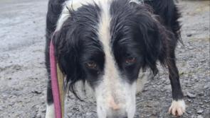 Dog found over 30km from home in Leitrim after escape during storm reunited with owners