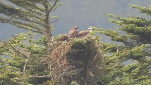 Leitrim welcomes return of ospreys with breeding success