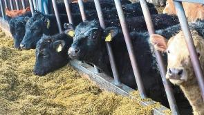 Council seeks Government aid in form of animal feed vouchers for Leitrim farmers