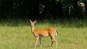 Groups to cull deer population in Leitrim will be in place by end of year - IFA