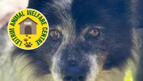Leitrim Animal Welfare launches urgent fundraiser for support ahead of winter months