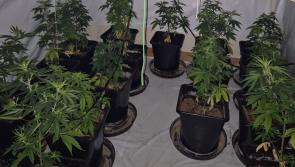 Man due in court following discovery of growhouse during garda searches