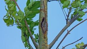 Push for extra funding to combat ash dieback in Leitrim and improve road safety