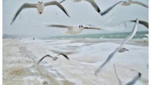 Leitrim public warned of 'aggressive behaviour and infection' from certain birds this Autumn 