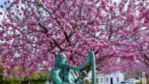 Mohill community outraged over beloved cherry blossom tree chopped down