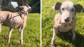Leitrim Animal Welfare issue update on neglected one year-old 'Chance' after heartbreaking rescue