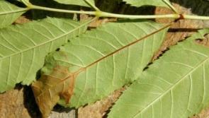Ash dieback looms in Leitrim as councillors seek national action
