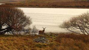 Leitrim Council pressed to act on “pandemic” of wild deer
