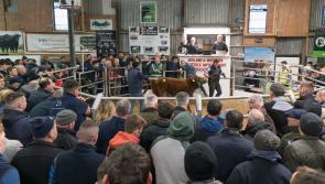 Cash Cow! Heifer sells for €30K in Carrick-on-Shannon – Moo-ney Talks