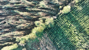 Leitrim group calls for tighter forest regulations as power outages continue