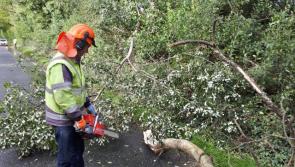 Tree encroachment issue highlighted in Leitrim