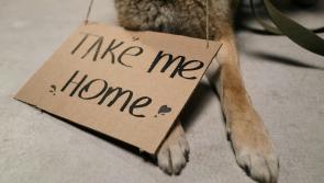 Leitrim Animal Welfare looks to a bright future after challenging year
