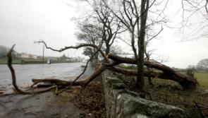 Change needed to protect power lines in Leitrim following major outages 